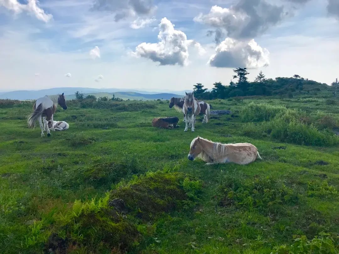 wild ponies at grayson highlands